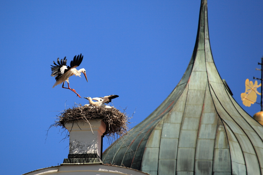 Basili-Storch IMG 4564