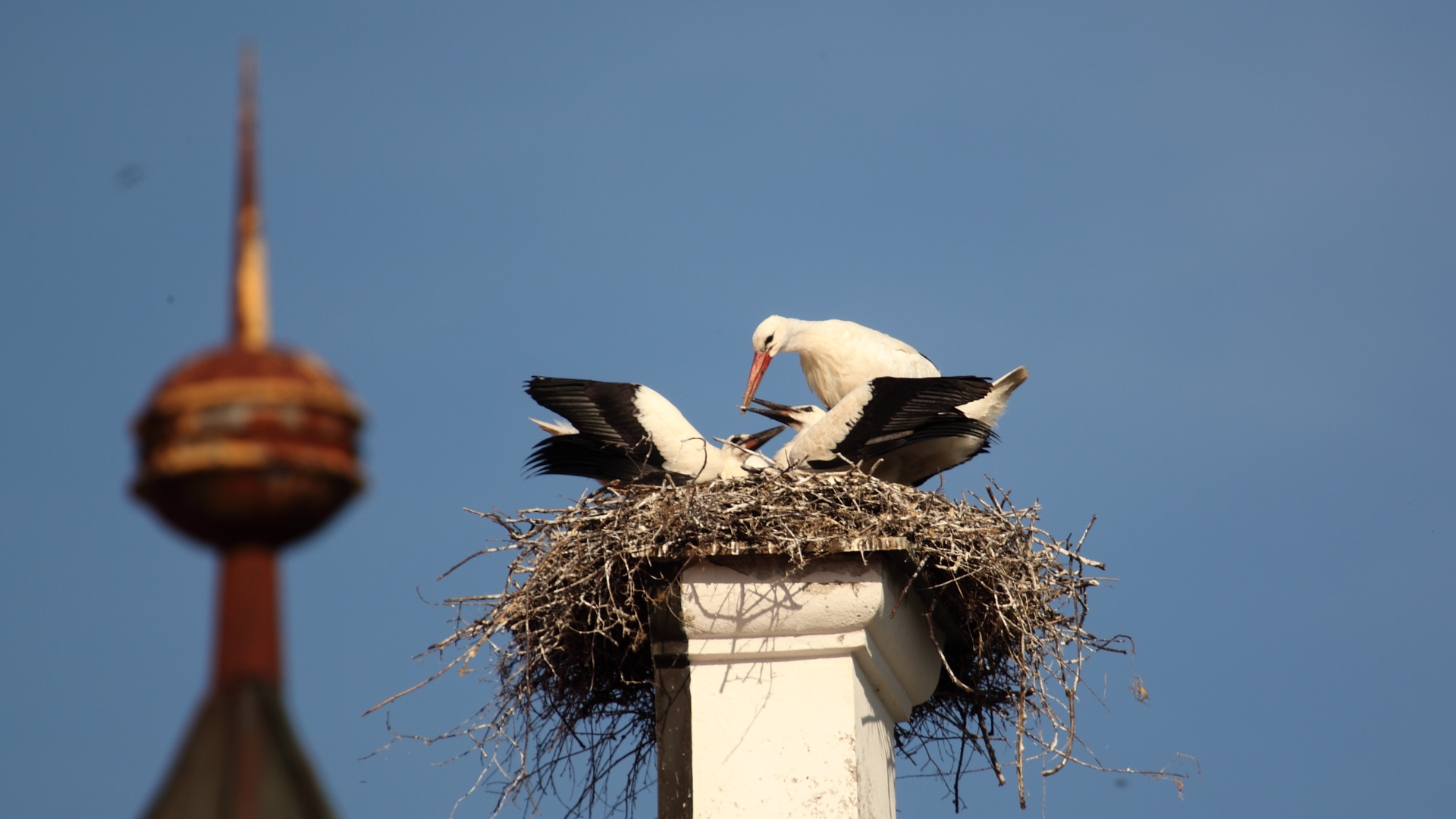 Basili-Storch IMG 4564